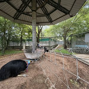 Cassowary Exhibit - divided in two