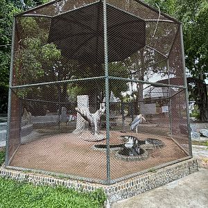 Greater Adjutant Aviary