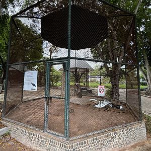 Lesser Adjutant Aviary