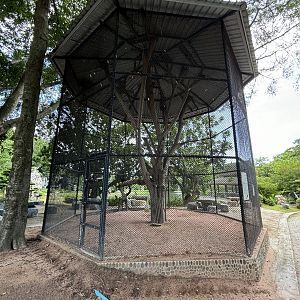 Indian Peafowl Aviary #1