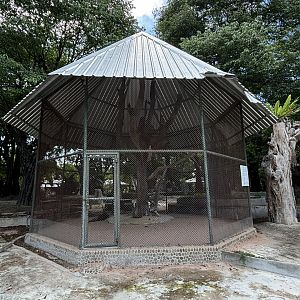 Indian Peafowl Aviary #2
