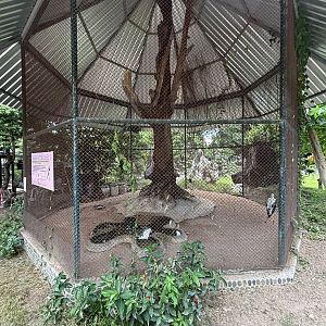 Painted Stork Aviary