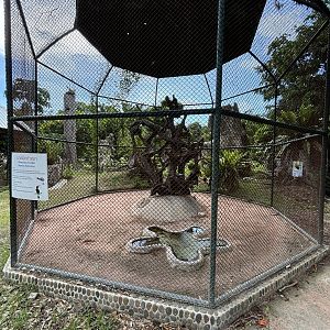 Rhinoceros Hornbill Aviary