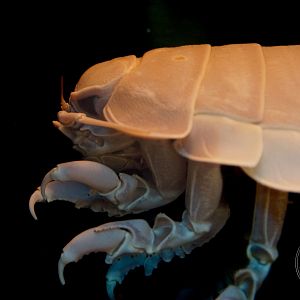 Giant Isopod (Bathynomus giganteus)