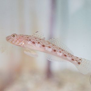 Sagami Goby (Sagamia geneionema)