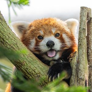 Red Panda (Ailurus Fulgens)