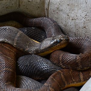 Jack’s water snake (Homalopsis mereljcoxi)