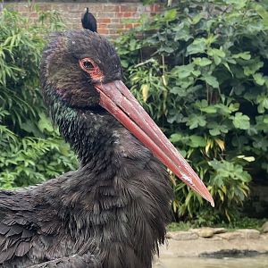 Black Stork (Ciconia nigra)