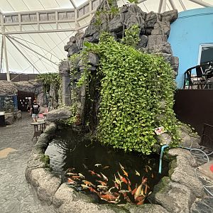 Koi Pond
