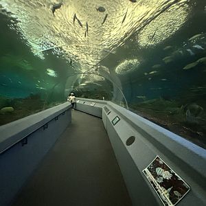 Tunnel Tank