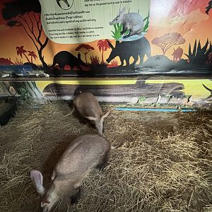 Aardvark Exhibit