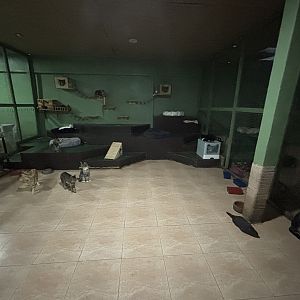 Domestic Cat Exhibit