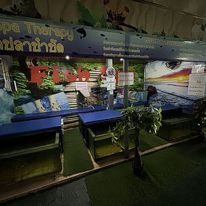 Fish Spa Therapy Tanks