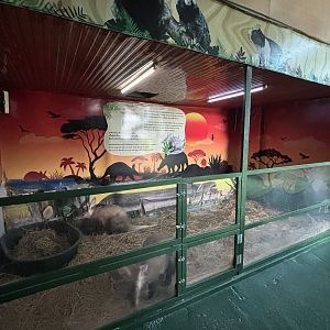 Aardvark Exhibit
