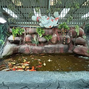 Koi Pond