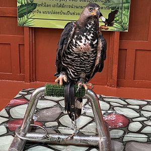 Crowned Eagle