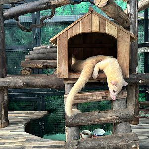“Golden” Palm Civets