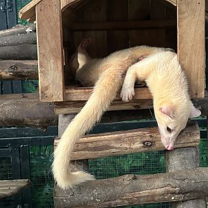 “Golden” Palm Civets