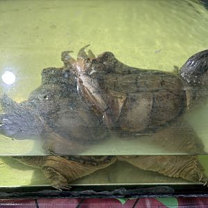 Common Snapping Turtle - 2 heads