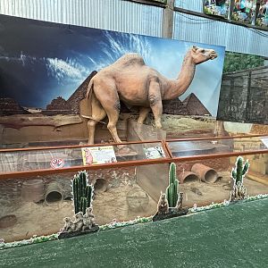 Prairie Dog + Meerkat Exhibits