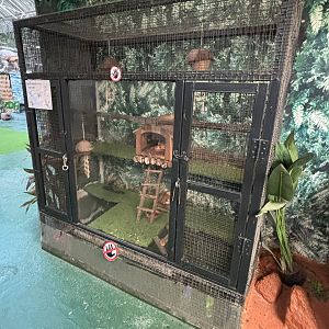 Sugar Glider Exhibit