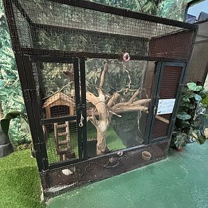 American Mink Exhibit