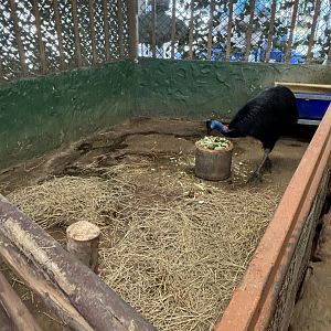 Cassowary Exhibit