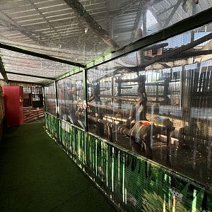 Squirrel Monkey Exhibit