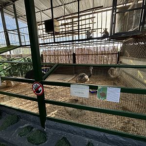 Northern Cassowary/Rhea/Emu Exhibit