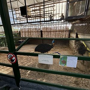 Northern Cassowary attacking an Emu