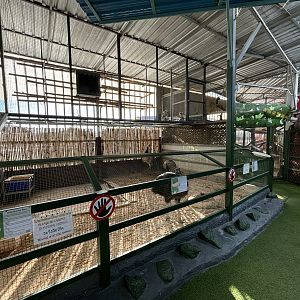 Northern Cassowary/Rhea/Emu Exhibit