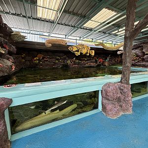 Open-topped Shark Tank (4 species)