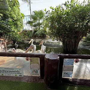 Great White Pelican Exhibit
