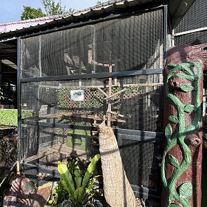 Small-toothed Palm Civet Exhibit