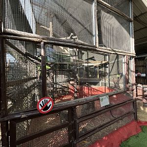 De Brazza Monkey Exhibit