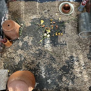 Kangaroo Rat Exhibit