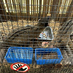 Three-striped Palm Civets