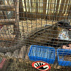 Three-striped Palm Civet