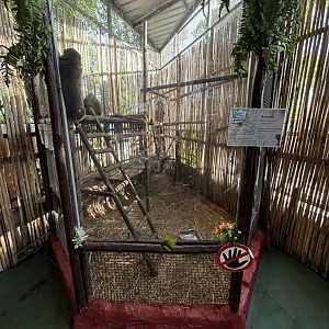 Sulawesi Crested Macaque Exhibit