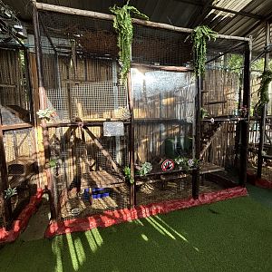 Lowland Paca Exhibit