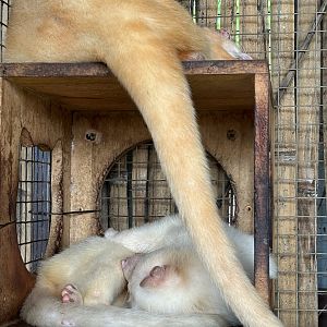 Albino Palm Civets