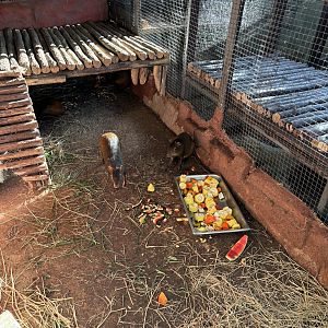 Agouti Exhibit