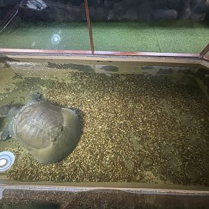 Giant Soft-shelled Turtle Exhibit