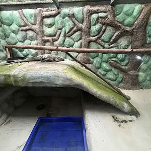 Rhinoceros Iguana Exhibit #1