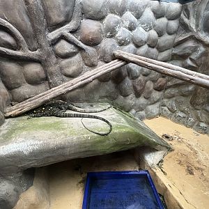 Crocodile Monitor Exhibit