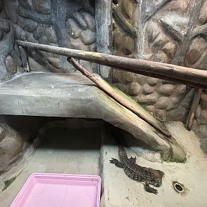 Tegu Exhibit #1