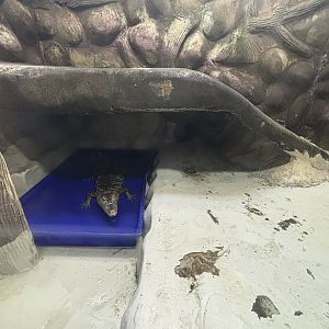 Cuvier’s Dwarf Caiman Exhibit