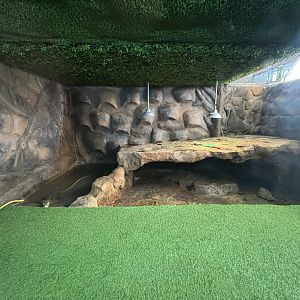 Smooth-fronted Caiman Exhibit