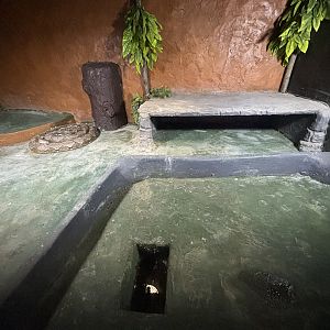 Reticulated Python Exhibit #1