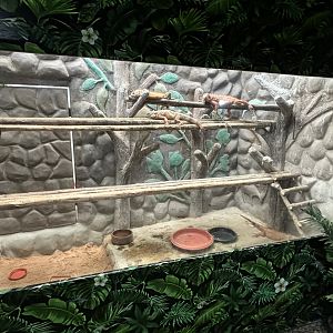 Green Iguana Exhibit